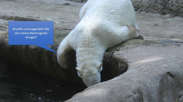 Contentbär Suche