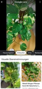 Google Lens Pflanzen erkennen